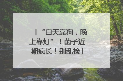 “白天靠狗，晚上靠灯”！菌子近期疯长！别乱捡