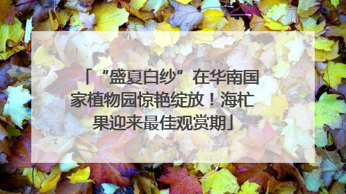 “盛夏白纱”在华南国家植物园惊艳绽放！海杧果迎来最佳观赏期