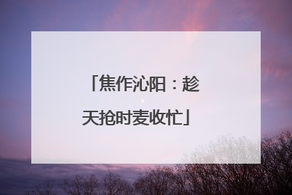 焦作沁阳：趁天抢时麦收忙