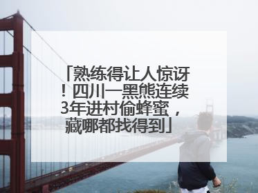 熟练得让人惊讶！四川一黑熊连续3年进村偷蜂蜜，藏哪都找得到
