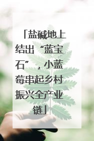 盐碱地上结出“蓝宝石”，小蓝莓串起乡村振兴全产业链