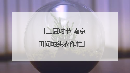 三夏时节 南京田间地头农作忙