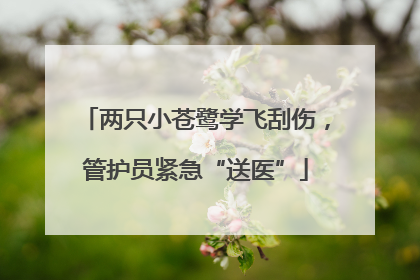 两只小苍鹭学飞刮伤，管护员紧急“送医”