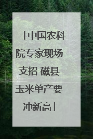 中国农科院专家现场支招 磁县玉米单产要冲新高
