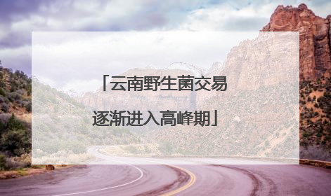 云南野生菌交易逐渐进入高峰期