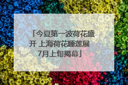 今夏第一波荷花盛开 上海荷花睡莲展7月上旬揭幕