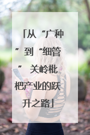 从“广种”到“细管” 关岭枇杷产业的跃升之路