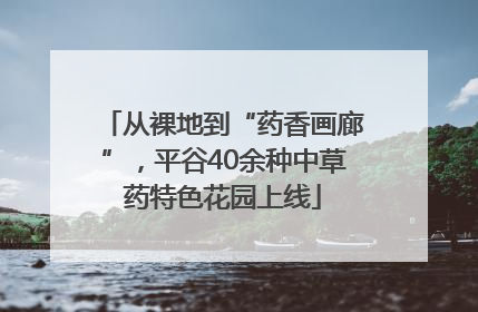 从裸地到“药香画廊”，平谷40余种中草药特色花园上线