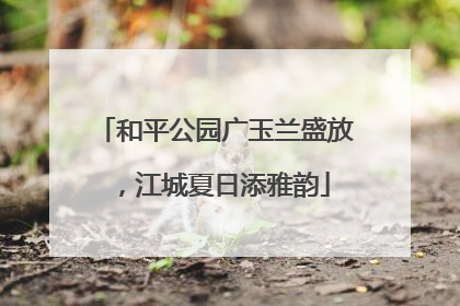和平公园广玉兰盛放，江城夏日添雅韵