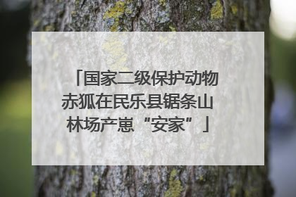 国家二级保护动物赤狐在民乐县锯条山林场产崽“安家”