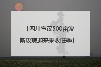 四川宣汉500亩波斯玫瑰迎来采收旺季