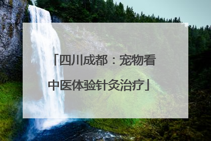 四川成都：宠物看中医体验针灸治疗