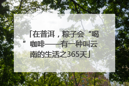 在普洱，粽子会“喝”咖啡——有一种叫云南的生活之365天