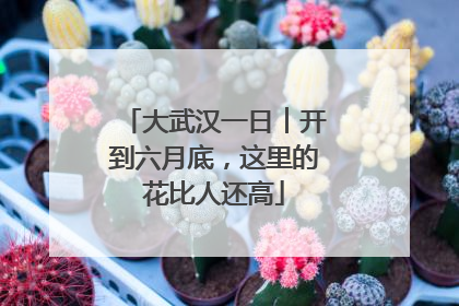 大武汉一日︱开到六月底，这里的花比人还高