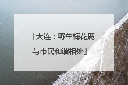 大连：野生梅花鹿与市民和谐相处