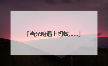 当光明遇上蚂蚁……