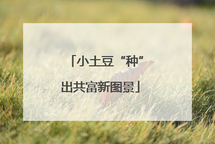 小土豆“种”出共富新图景