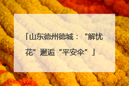 山东德州德城：“解忧花”邂逅“平安伞”