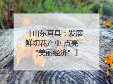 山东莒县：发展鲜切花产业 点亮“美丽经济”