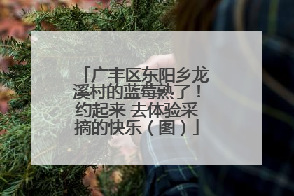 广丰区东阳乡龙溪村的蓝莓熟了！约起来 去体验采摘的快乐（图）