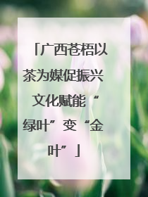 广西苍梧以茶为媒促振兴 文化赋能“绿叶”变“金叶”