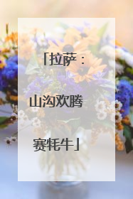 拉萨：山沟欢腾赛牦牛