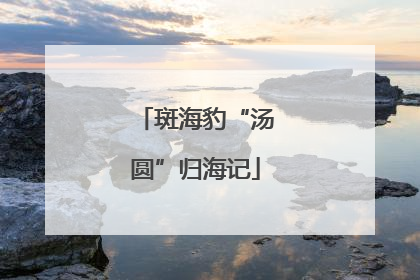 斑海豹“汤圆”归海记