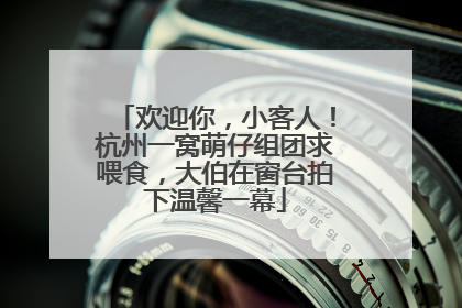 欢迎你，小客人！杭州一窝萌仔组团求喂食，大伯在窗台拍下温馨一幕