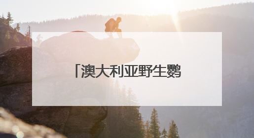 澳大利亚野生鹦鹉街头开饮水器排队喝水，科学家：成当地鸟界传统