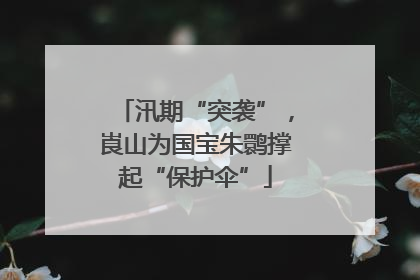 汛期“突袭”，崀山为国宝朱鹮撑起“保护伞”