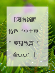 河南新野：特色“小土豆”变身致富“金豆豆”