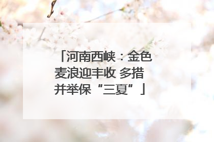 河南西峡：金色麦浪迎丰收 多措并举保“三夏”