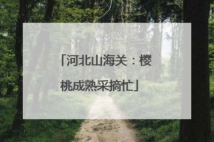 河北山海关：樱桃成熟采摘忙