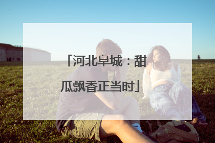 河北阜城：甜瓜飘香正当时