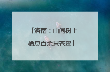洛南：山间树上栖息百余只苍鹭
