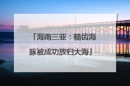 海南三亚：糙齿海豚被成功放归大海