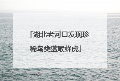 湖北老河口发现珍稀鸟类蓝喉蜂虎
