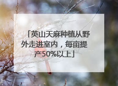 英山天麻种植从野外走进室内，每亩提产50%以上