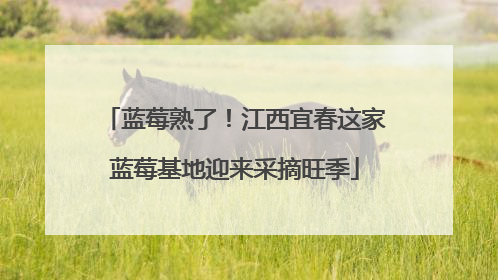 蓝莓熟了！江西宜春这家蓝莓基地迎来采摘旺季