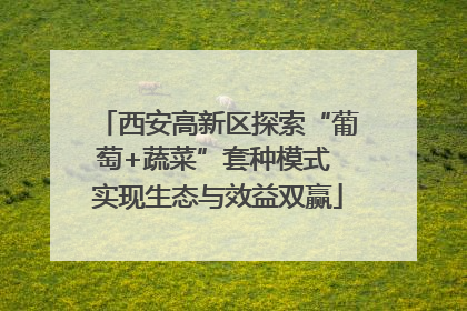 西安高新区探索“葡萄+蔬菜”套种模式 实现生态与效益双赢