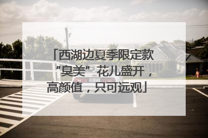 西湖边夏季限定款“臭美”花儿盛开，高颜值，只可远观