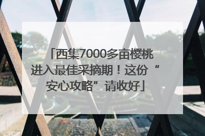西集7000多亩樱桃进入最佳采摘期！这份“安心攻略”请收好