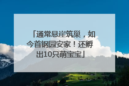 通常悬崖筑巢，如今首钢园安家！还孵出10只萌宝宝