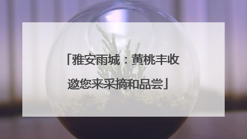 雅安雨城：黄桃丰收 邀您来采摘和品尝