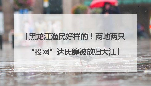 黑龙江渔民好样的！两地两只“投网”达氏鳇被放归大江