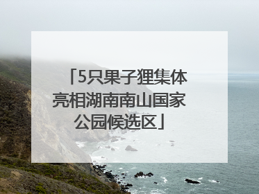 5只果子狸集体亮相湖南南山国家公园候选区